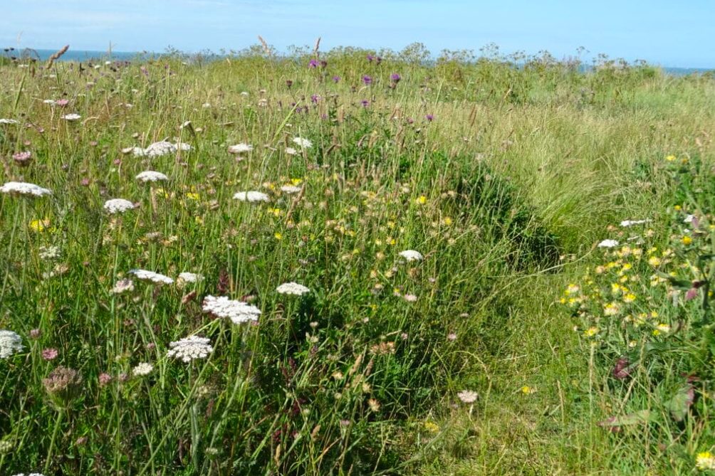 Foreness Point near Margate BumbleBee Conservation Trust Project