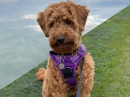 Cockerpoo at seaside, dog friendly bed and breakfast in Margate and Broadstairs at Botany Bay in Kent