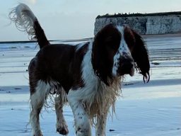 Dogs welcome at seaside bed and breakfast in Kent. Seafront BnB at Botany