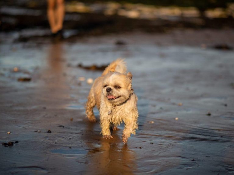 Seafront BnB at Botany, dog friendly, dogs welcome. 